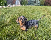 Joey, a male Miniature Dachshund for sale in Berlin, OH – 1 of 6