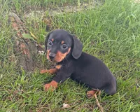 Kolbi, a male Miniature Dachshund for sale in Berlin, OH – 3 of 5