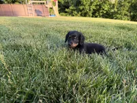 Kendra, a female Miniature Dachshund for sale in Berlin, OH – 10 of 10