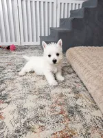 Jalon, a male West Highland White Terrier for sale in Berlin, OH – 4 of 8
