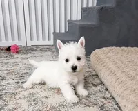 Jalon, a male West Highland White Terrier for sale in Berlin, OH – 3 of 4