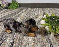 Joey, a male Miniature Dachshund for sale in Berlin, OH – 3 of 6