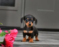 Ellie/Teacup, a female Miniature Dachshund for sale in Berlin, OH – Photo 3 of 5