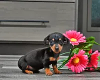 Ellie/Teacup, a female Miniature Dachshund for sale in Berlin, OH – Photo 2 of 5