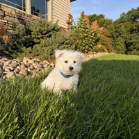 Andrew, a male West Highland White Terrier for sale in Berlin, OH – 5 of 6