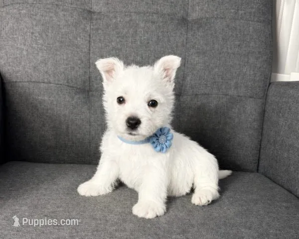 Moses – West Highland White Terrier puppy for sale in Berlin, OH