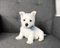 Moses, a female West Highland White Terrier for sale in Berlin, OH – 1 of 5