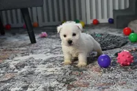 Bandit, a male West Highland White Terrier for sale in Berlin, OH – Photo 2 of 4
