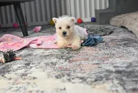 Bandit, a male West Highland White Terrier for sale in Berlin, OH – Photo 1 of 4