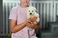 Bandit, a male West Highland White Terrier for sale in Berlin, OH – Photo 4 of 4