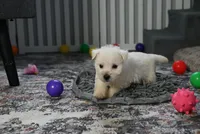 Bandit, a male West Highland White Terrier for sale in Berlin, OH – Photo 3 of 4