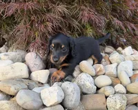 Mickey, a male Miniature Dachshund for sale in Berlin, OH – 5 of 5