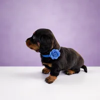 Josh, a male Miniature Dachshund for sale in Berlin, OH – 2 of 4
