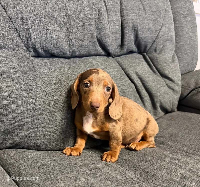 Titus – Miniature Dachshund puppy for sale in Berlin, OH