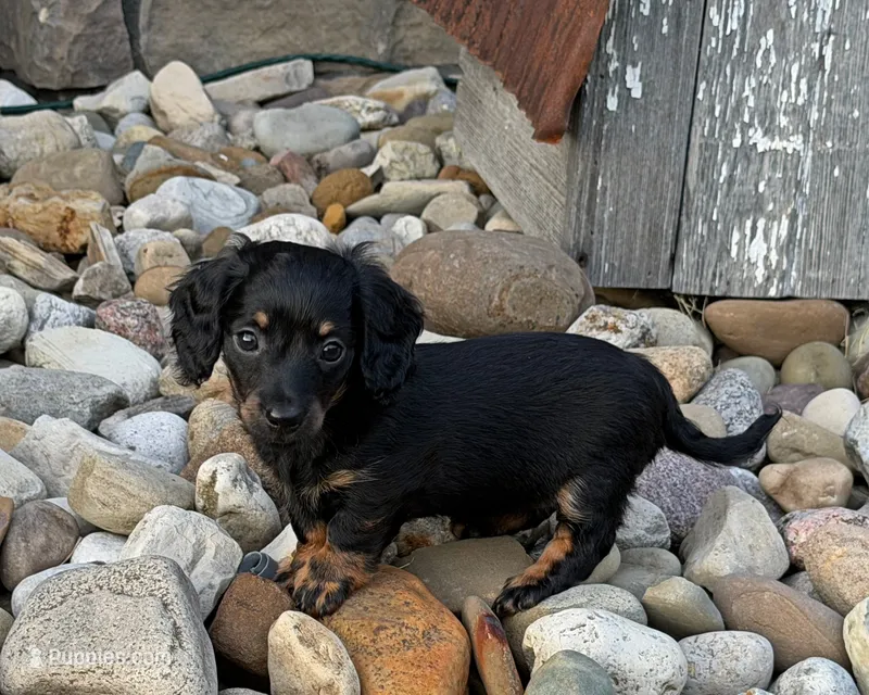 Kendra – Miniature Dachshund puppy for sale in Berlin, OH