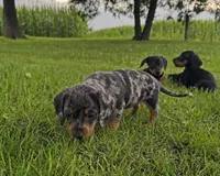 Mindy, a female Miniature Dachshund for sale in Berlin, OH – 6 of 6