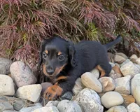 Mickey, a male Miniature Dachshund for sale in Berlin, OH – 4 of 5