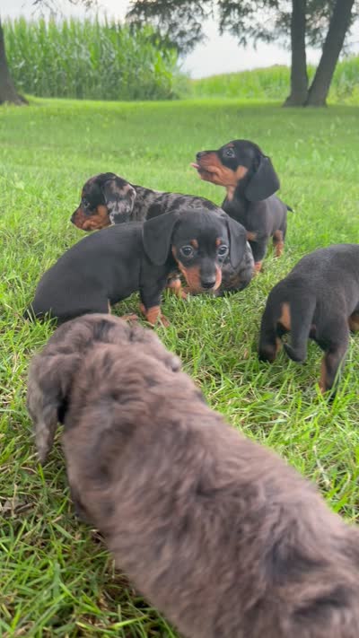 Kolbi, a male Miniature Dachshund for sale in Berlin, OH – 6 of 6