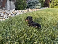 Kendra, a female Miniature Dachshund for sale in Berlin, OH – 4 of 10