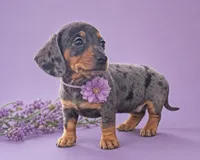 Molly, a female Miniature Dachshund for sale in Berlin, OH – 1 of 8