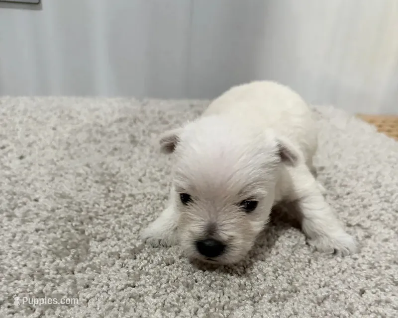 Atlee – Miniature Dachshund puppy for sale in Berlin, OH