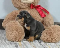 Mickey, a male English Bulldog for sale in Berlin, OH – Photo 3 of 5