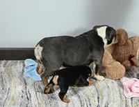 Mickey, a male English Bulldog for sale in Berlin, OH – Photo 5 of 5