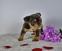 Mickey, a male English Bulldog for sale in Berlin, OH – Photo 2 of 5