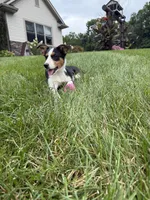 Luna, a female Australian Shepherd for sale in Berlin, OH – 3 of 6
