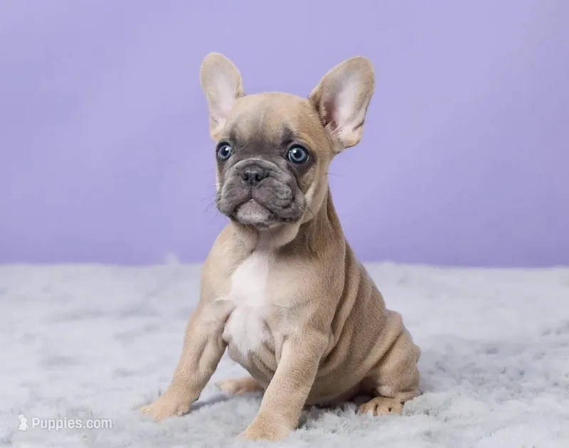 Buttercup  – French Bulldog puppy for sale in Berlin, OH