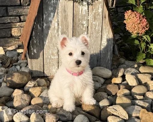Angel – West Highland White Terrier puppy for sale in Berlin, OH