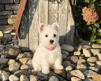 Angel, a female West Highland White Terrier for sale in Berlin, OH – 1 of 4