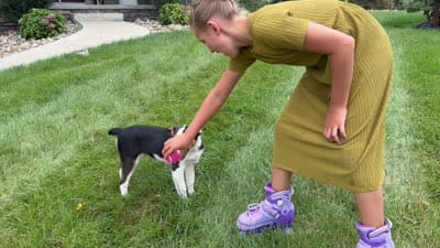 Luna, a female Australian Shepherd for sale in Berlin, OH – 6 of 6