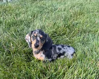 Joey, a male Miniature Dachshund for sale in Berlin, OH – 2 of 6