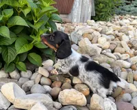 Molly, a female Miniature Dachshund for sale in Berlin, OH – 2 of 5