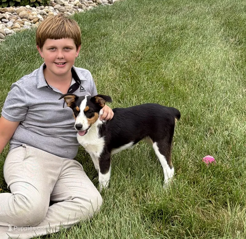 Luna – Australian Shepherd puppy for sale in Berlin, OH