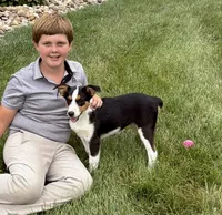 Luna, a female Australian Shepherd for sale in Berlin, OH – 1 of 6