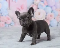 Luna, a female French Bulldog for sale in Berlin, OH – 2 of 6