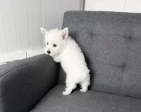 Monroo AKC, a male West Highland White Terrier for sale in Berlin, OH – 3 of 5