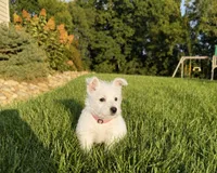 Angel, a female West Highland White Terrier for sale in Berlin, OH – 3 of 4