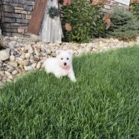Amanda, a female West Highland White Terrier for sale in Berlin, OH – 4 of 6