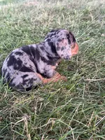 Lilly, a female Miniature Dachshund for sale in Berlin, OH – 6 of 7