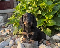 Marion, a male Miniature Dachshund for sale in Berlin, OH – 5 of 5
