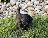 Kendra, a female Miniature Dachshund for sale in Berlin, OH – 3 of 6