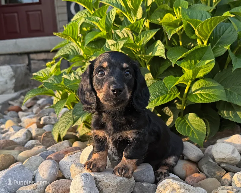 Marion – Miniature Dachshund puppy for sale in Berlin, OH