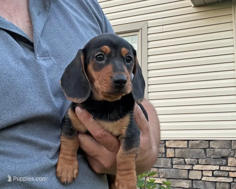 Henry – Miniature Dachshund puppy for sale in Berlin, OH