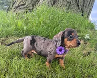 Molly, a female Miniature Dachshund for sale in Berlin, OH – 2 of 8