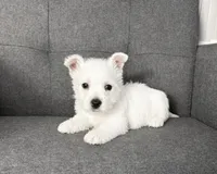 Moses, a female West Highland White Terrier for sale in Berlin, OH – 3 of 5