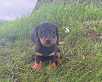 Jade, a female Miniature Dachshund for sale in Berlin, OH – 2 of 6