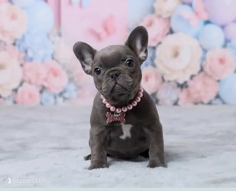 Luna – French Bulldog puppy for sale in Berlin, OH